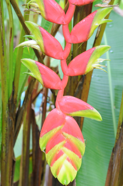 Beautiful long Hawaiian flower