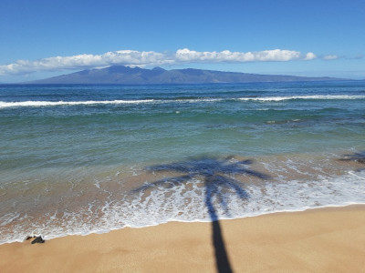 Palm shadow and Molokai