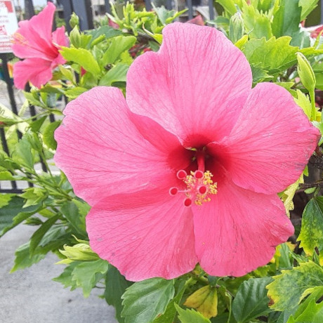 Bright Pink Flower