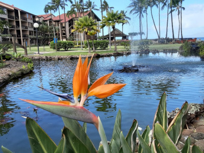 Bird of Paradise flower
