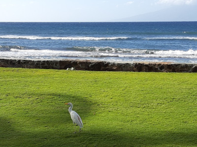 Crane by the ocean