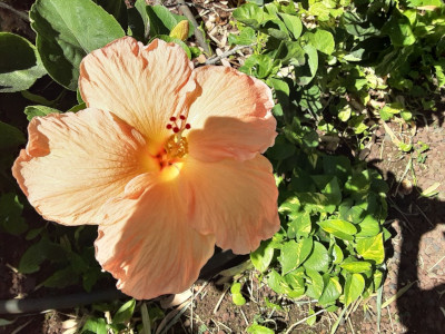 Hawaiian flower