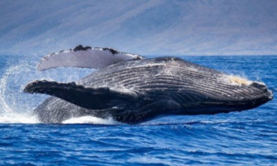 Breaching whale