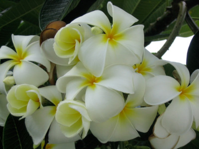 Delicate white flowers